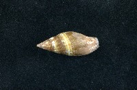 藏品(花焰筆螺)的圖片